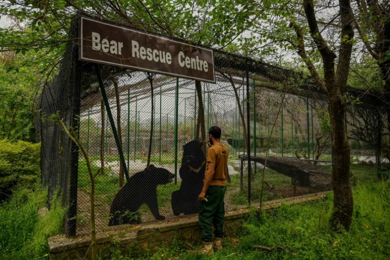 Un soigneur s'occupe des ours noirs d'Asie au centre de sauvetage de Margalla Wildlife, l'ancien parc zoologique d'Islamabad, le 27 mars 2024 au Pakistan ( AFP / Aamir QURESHI )
