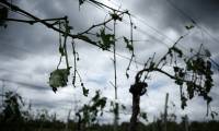 Les dégâts sont "très lourds" sur un quart du célèbre vignoble de Chablis après les violentes averses de grêle de mercredi ( AFP / Philippe LOPEZ )