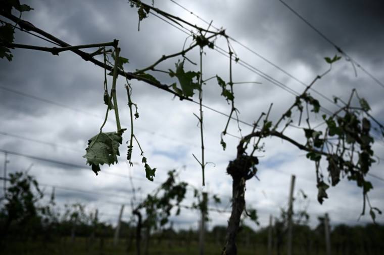 Les dégâts sont "très lourds" sur un quart du célèbre vignoble de Chablis après les violentes averses de grêle de mercredi ( AFP / Philippe LOPEZ )