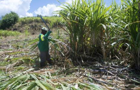 Un ouvrier coupe de la canne à sucre le 12 avril 2018 non loin de la distillerie de rhum Bologne à Basse-Terre en Guadeloupe ( AFP / Helene Valenzuela )
