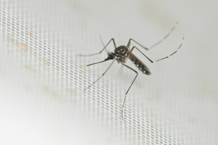 Un moustique de l'espèce Aedes aegypti, dans le laboratoire du Centre d'études de parasitologie et vecteurs de l'Institut de recherche CONICET à La Plata, en Argentine, le 26 mars 2024 ( AFP / Luis ROBAYO )