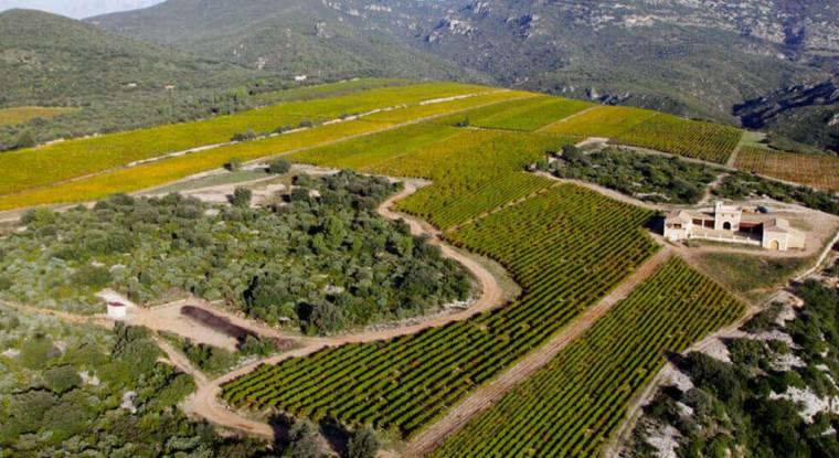 Advini détient notamment les vins du Languedoc Jeanjean. (© Jeanjean)