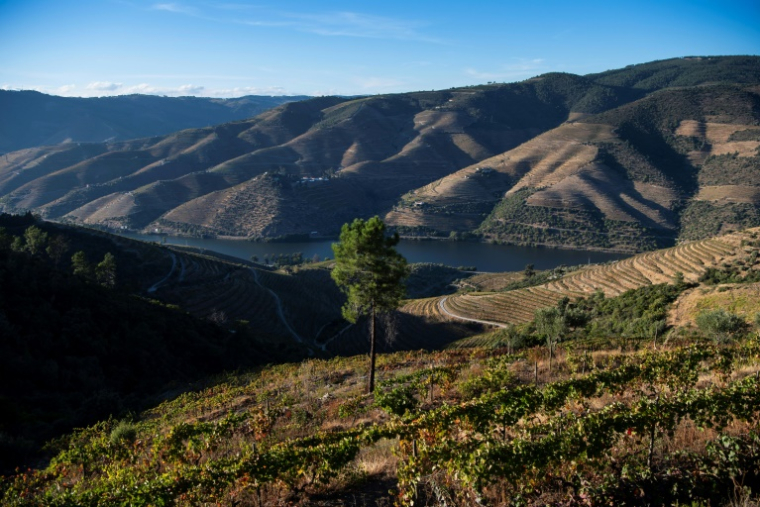 Des vignobles en terrasses près du village de Sao Joao da Pesqueira, dans la vallée du Douro, le 1er octobre 2024 au Portugal ( AFP / MIGUEL RIOPA )