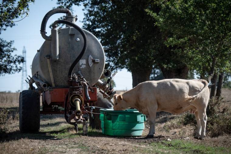 Une vache abreuvée le 27 octobre 2022 dans la Loire. ( AFP / LOIC VENANCE )