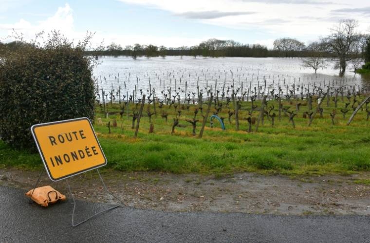 Des vignes inondées par la crue de la rivière Vienne, à Chinon (Indre-et-Loire) le 31 mars 2024  ( AFP / Pascal LACHENAUD )