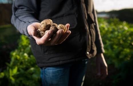 un homme tient des pommes de terre (Crédit: Agence Producteurs Locaux Damien Kühn / Unsplash)