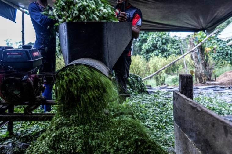 Des hommes broient les feuilles de coca pour les faire sécher avant de préparer de la pâte de coca, dans un laboratoire clandestin dans le département de Nariño, en Colombie, le 12 mai 2023 ( AFP / Andres Buitrago )