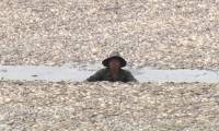 Vietnam : des centaines de milliers de poissons meurent, la canicule en cause