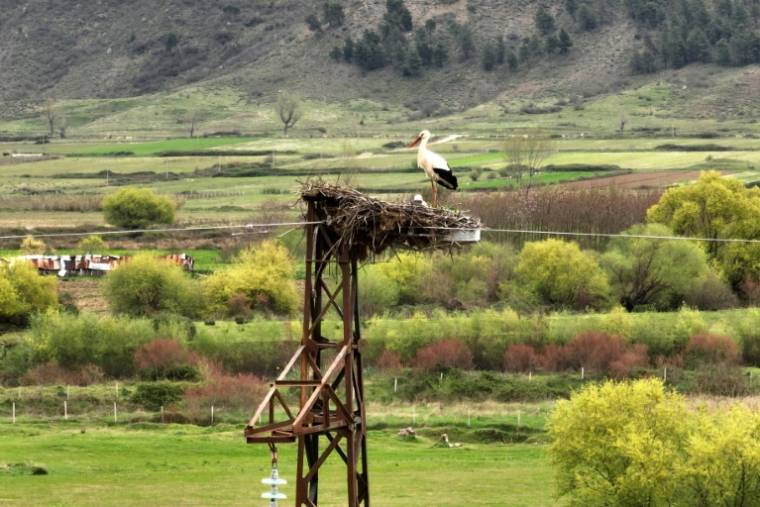 Deux cigognes dans leur nid, au sommet d'un poteau électrique, à Gjirokaster, le 26 mars 2024 en Albanie ( AFP / Adnan Beci )