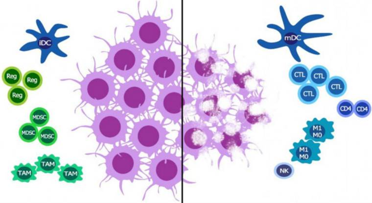 Ose Immuno peut de nouveau recruter des clients pour son candidat-médicament dans le cancer du poumon. (© Ose Immunotherapeutics)