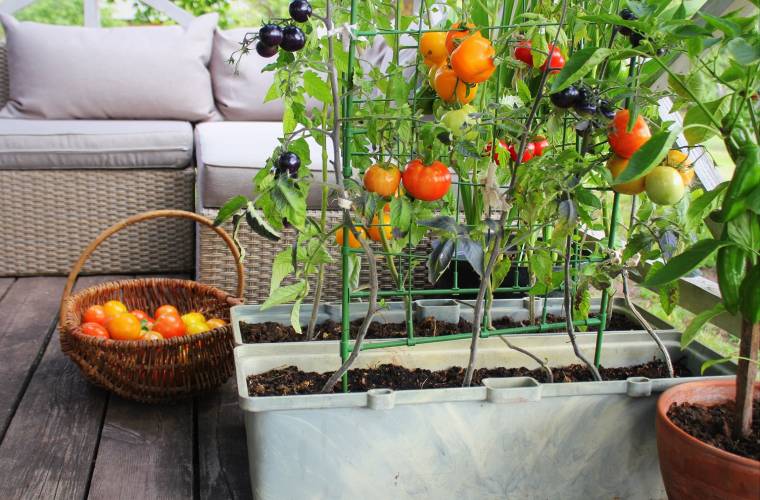 Top 5 des légumes à faire pousser sur son balcon