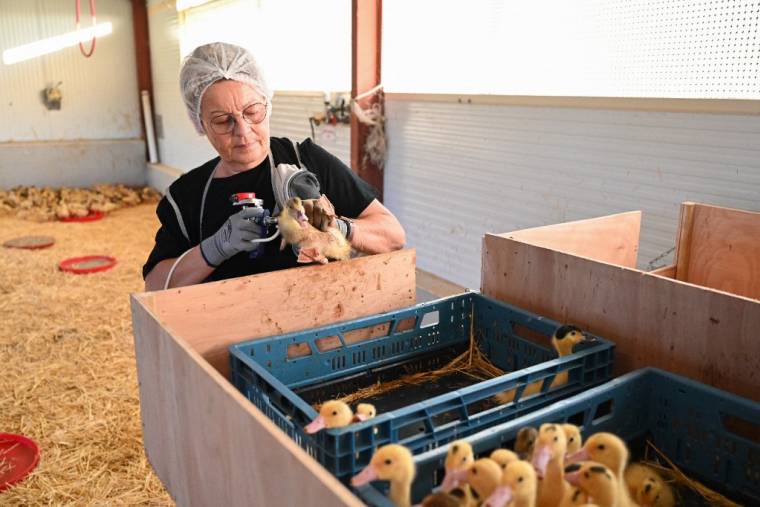 Une femme injectant le vaccin contre la grippe aviaire à des canards à Horsarrieu (Landes), le 2 octobre 2023. Photo publiée par le ministère de l'Agriculture.  ( MINISTERE DE L'AGRICULTURE / HANDOUT )