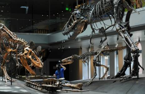 Des squelettes de tyrannosaure bébé (au centre), juvénile (à gauche), et jeune adulte (à droite) exposées au musée d'histoire naturelle de Los Angeles, en Californie, le 7 juillet 2011 ( AFP / ROBYN BECK )