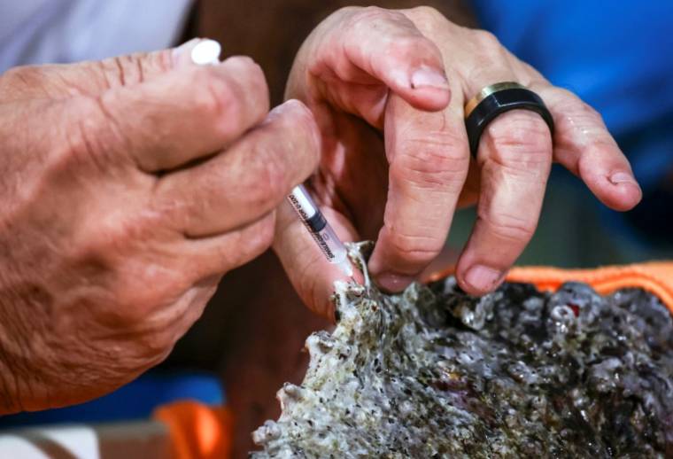 Le professeur en toxicologie Jamie Seymour extraie le venin d'un poisson-pierre, le plus venimeux au monde, dans son laboratoire à Cairns, le 8 avril 2024 en Australie ( AFP / DAVID GRAY )