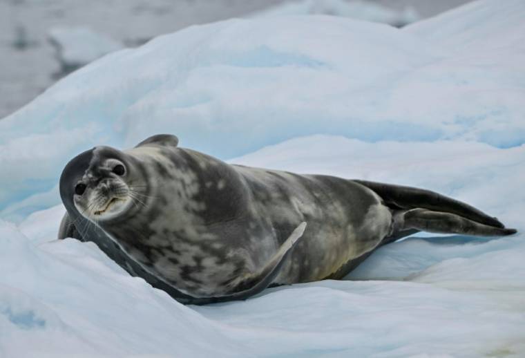 Un phoque sur la glace du détroit de Gerlache, en Antarctique, le 18 janvier 2024 ( AFP / JUAN BARRETO )