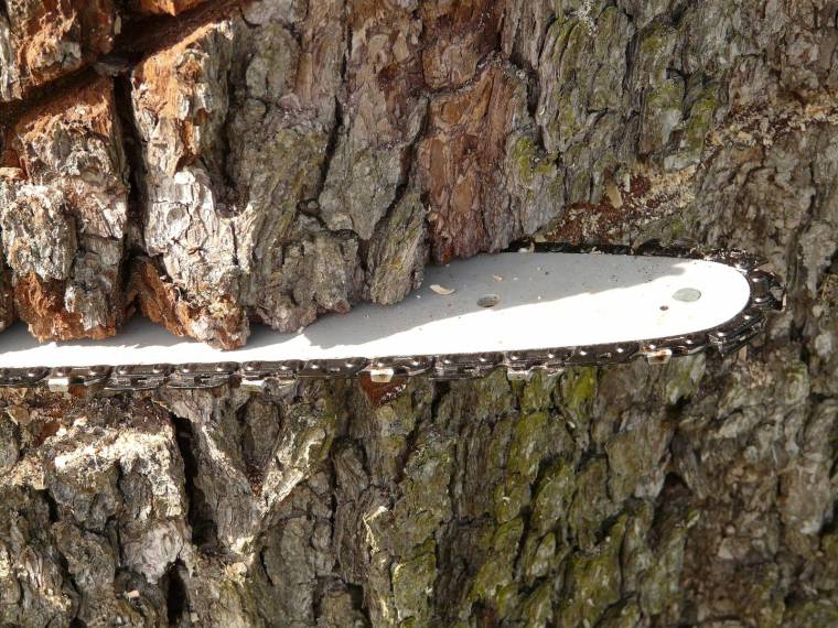 La cour d’appel de Colmar a décidé de faire abattre le séquoia, considérant l'arbre comme un trouble de voisinage excessif. (Hans Braxmeier / Pixabay )