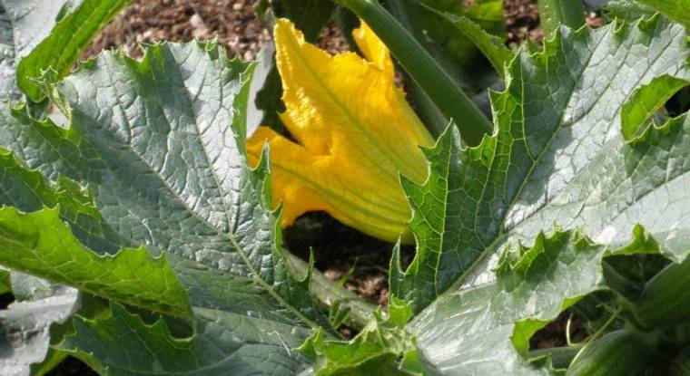Le groupe Vilmorin renforce sa branche la plus profitable, les semences potagères.Courgettes en fleurs. (© DR)