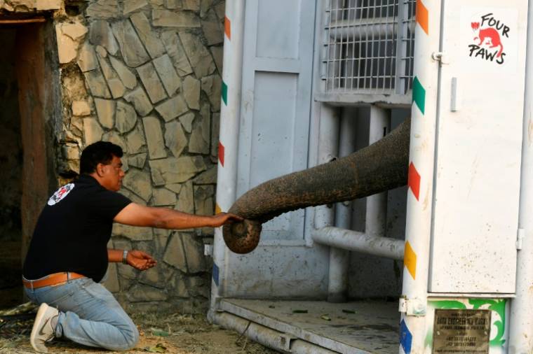 Amir Khalil, vétérinaire en chef de l'ONG Four Paws, nourrit l'éléphant d'Asie Kavaan dans une caisse de transport pour l'habituer avant son voyage vers un sanctuaire au Cambodge, au zoo de Marghazar à Islamabad, le 11 novembre 2020 au Pakistan ( AFP / Aamir QURESHI )