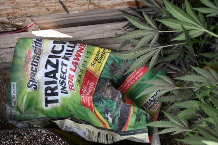 Un insecticide pour gazon, impropre à la culture de produits destinés à l'homme, utilisé dans une ferme illégale de cannabis de Newberry Springs, en Californie  ( AFP / Robyn Beck )