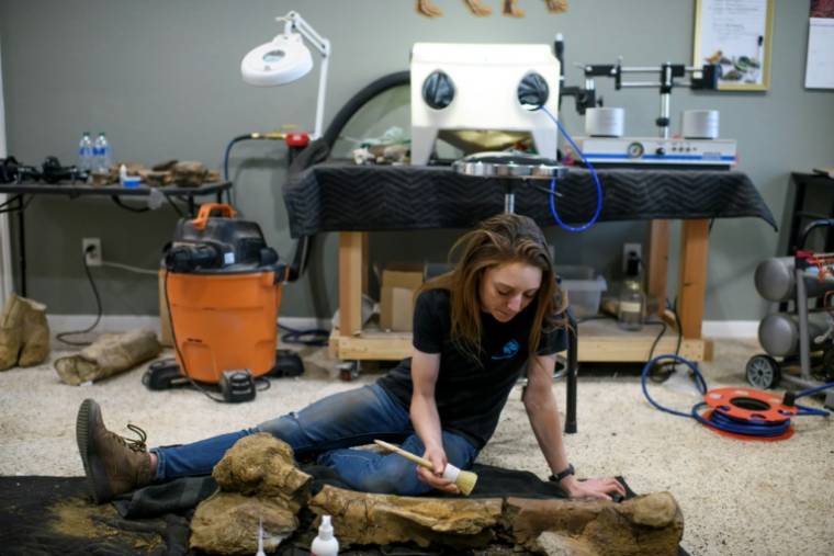La restauratrice américaine Lauren McClain nettoie un fémur de hadrosauridé dans son atelier, le 30 avril 2024 près de Houston, au Texas ( AFP  / Mark Felix )
