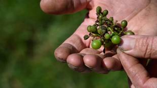Dans le Bordelais en crise, l'apparition précoce du mildiou, récurrente avec le dérèglement climatique, inquiète des viticulteurs ( AFP / SEBASTIEN BOZON )