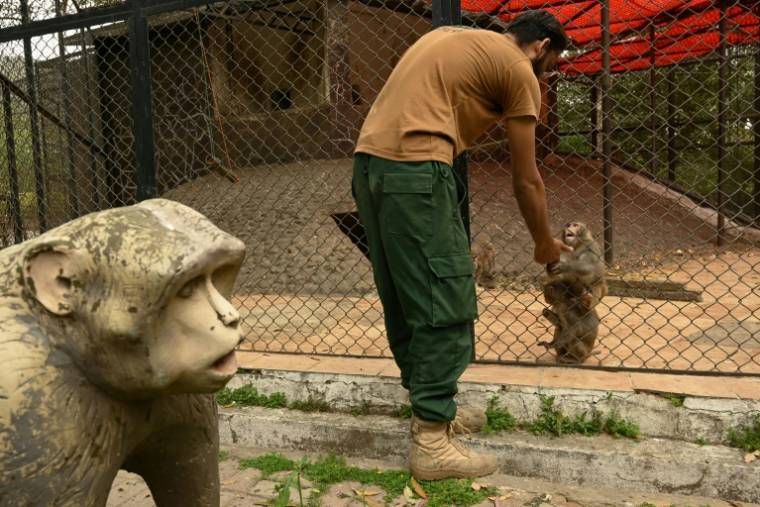 Un soigneur s'occupe d'un singe au  centre de sauvetage de Margallah, l'ancien parc zoologique d'Islamabad, le 27 mars 2024 au Pakistan ( AFP / Aamir QURESHI )