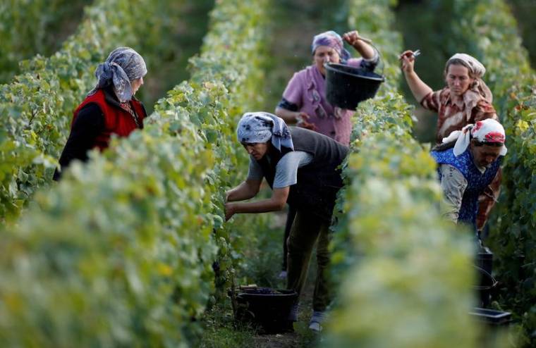Des ouvriers ramassent des raisins dans un vignoble Taittinger lors de la traditionnelle récolte de vin de Champagne à Pierry