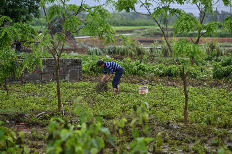 Un agriculteur inspecte un champ de mûriers blancs, servant à l'élevage des vers à soie, endommagés par les inondations dans le village de Sancun, à Yingde, dans la province chinoise du Guangdong, le 25 avril 2024 ( AFP / Hector RETAMAL )