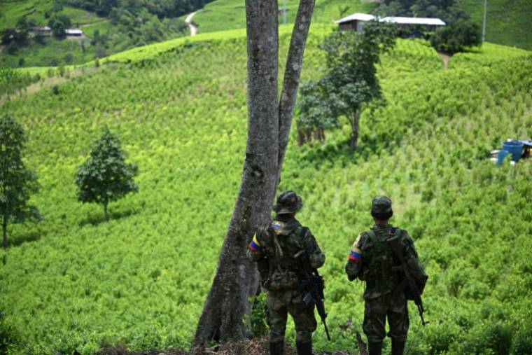 Des membres du front Carlos Patino de la guérilla dissidente des Farc en patrouille dans des champs de coca dans le canyon de Micay, en Colombie, le 24 mars 2024 ( AFP / Raul ARBOLEDA )