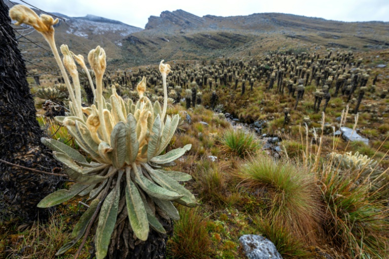 Le parc naturel national El Cocuy dans la province de Boyacá, le 19 avril 2024 en Colombie ( AFP / Luis ACOSTA )