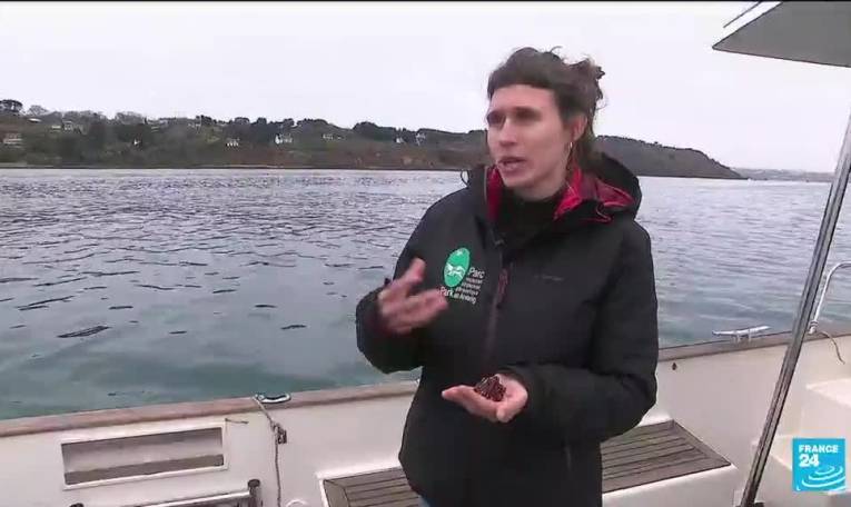 Océans : protéger le maërl, le trésor de la rade de Brest