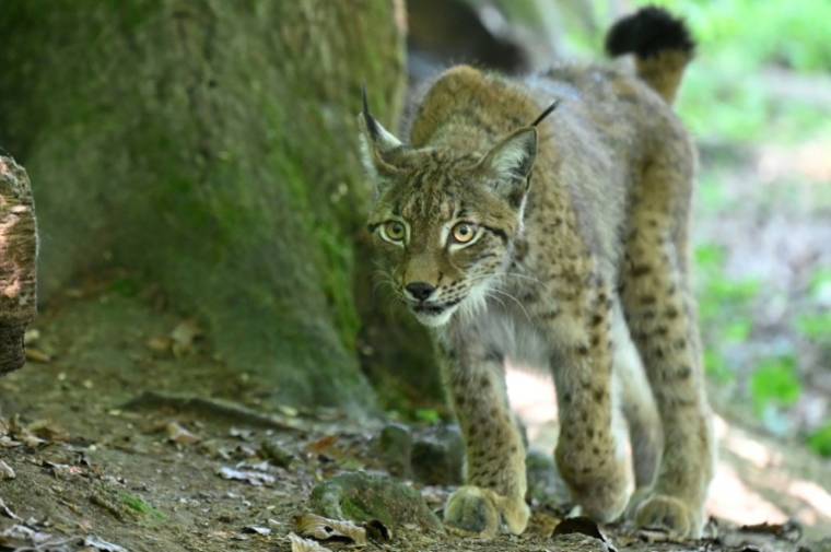 Pour enrayer l'hécatombe des félins tués sur les routes, le village de Sombacour dan sle Doubs mise sur les panneaux "Attention lynx!" ( AFP / Jean-Christophe VERHAEGEN )