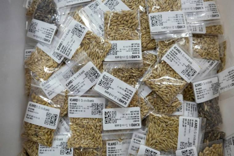 Des sachets de semences résistantes à la sécheresse au Centre international de recherche agricole dans les zones arides (Icarda) dans la région de Marchouch, le 18 avril 2024 au Maroc ( AFP / FADEL SENNA )