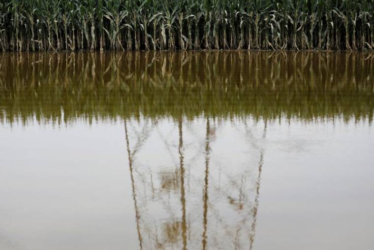 Un champ de maïs innondé par les pluies et inondations en Chine