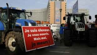 Manifestation d'agriculteurs contre l'accord de libre-échange entre entre l'UE et les pays du Mercosur, le 13 novembre 2024 à Bruxelles ( BELGA / NICOLAS MAETERLINCK )