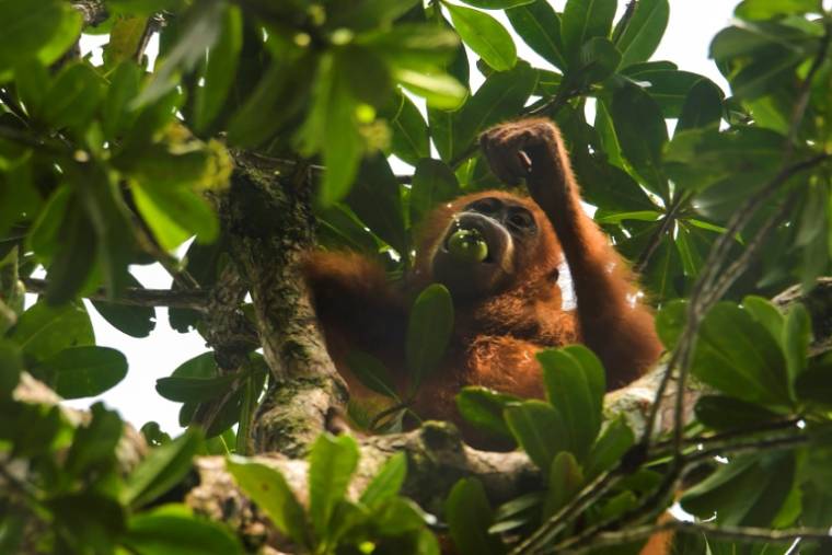 La Malaisie a l'intention d'offrir des orangs-outans aux pays acheteurs d'huile de palme, lançant ainsi une initiative rappelant "la diplomatie du panda" de la Chine ( AFP / CHAIDEER MAHYUDDIN )