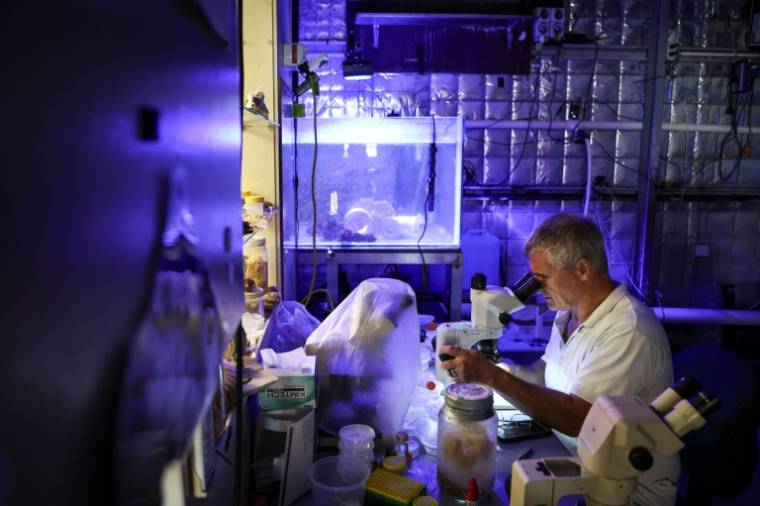 Le professeur en toxicologie Jamie Seymour dans son laboratoire à Cairns, le 8 avril 2024 en Australie ( AFP / DAVID GRAY )