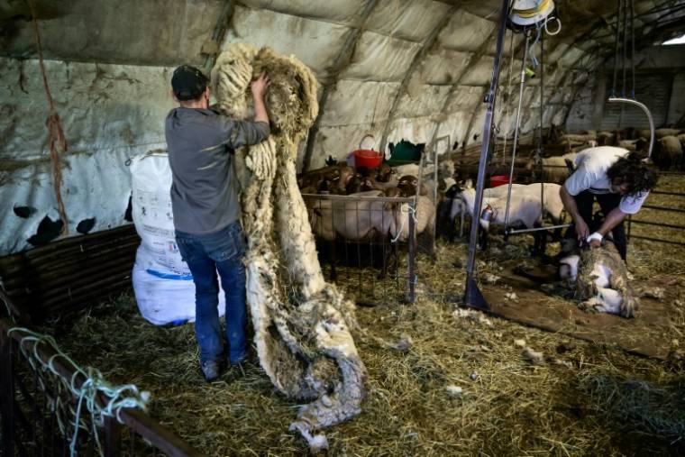 Un tondeur de moutons, à Poliénas (Isère), le 12 avril 2024 ( AFP / JEAN-PHILIPPE KSIAZEK )