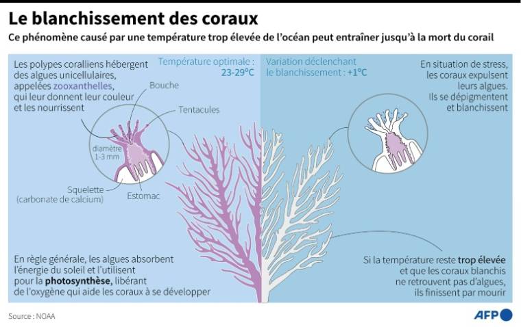 Infographie sur le phénomène de blanchissement des coraux pouvant se produire lorsque la température de l'océan est plus élevée que la normale ( AFP / Jonathan WALTER )