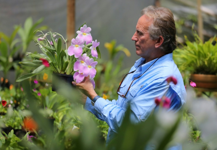 Daniel Piedrahita soigne ses orchidées à La Ceja, dans la province d'Antioquia, en Colombie, le 20 juin 2024 ( AFP / JAIME SALDARRIAGA )