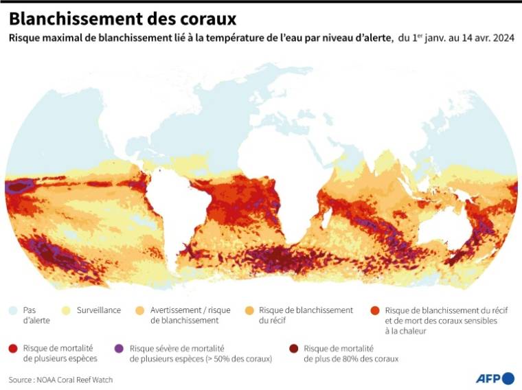 Planisphère montrant les zones concernées par des risques de blanchissement des coraux dus à la hausse de la température de l'eau, du 1er janvier au 14 avril 2024, selon la NOAA ( AFP / Jonathan WALTER )