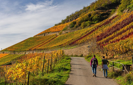 La rando vin est une façon originale de découvrir le vignoble français. ( crédit photo : Shutterstock )