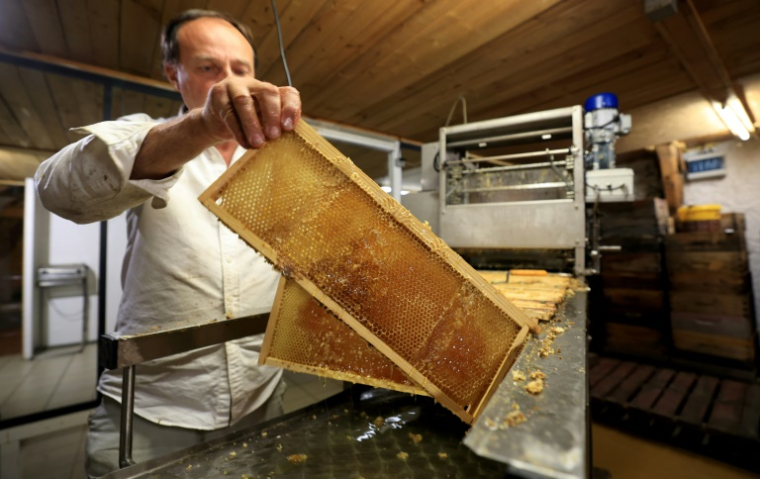 Un employé tient un rayon de miel à "La Ruche des Puys", à Saint-Ours, en Auvergne, le 20 août 2024 ( AFP / Emmanuel DUNAND )