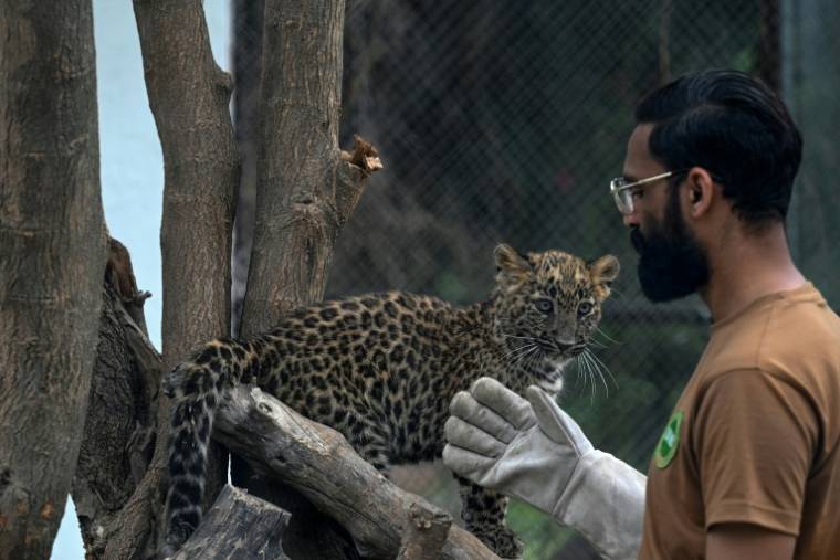 Un soigneur s'occupe d'un jeune léopard dans son enclos du centre de sauvetage de Margalla Wildlife, l'ancien parc zoologique d'Islamabad, le 27 mars 2024 au Pakistan ( AFP / Aamir QURESHI )