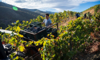 Les vendanges dans les vignobles en terrasses du vin de Porto, près du village de Sao Joao da Pesqueira, dans la vallée du Douro, le 1er octobre 2024 au Portugal The Douro Valley's winegrowers struggle as their famous Porto wine is hit by an unprecedented crisis caused by declining consumption. ( AFP / MIGUEL RIOPA )