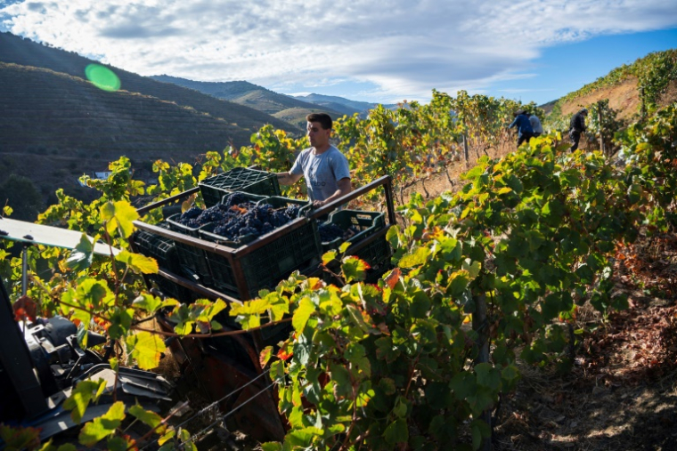 Les vendanges dans les vignobles en terrasses du vin de Porto, près du village de Sao Joao da Pesqueira, dans la vallée du Douro, le 1er octobre 2024 au Portugal The Douro Valley's winegrowers struggle as their famous Porto wine is hit by an unprecedented crisis caused by declining consumption. ( AFP / MIGUEL RIOPA )