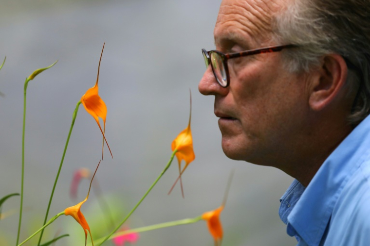 Daniel Piedrahita soigne ses orchidées à La Ceja, dans la province d'Antioquia, en Colombie, le 20 juin 2024 ( AFP / JAIME SALDARRIAGA )