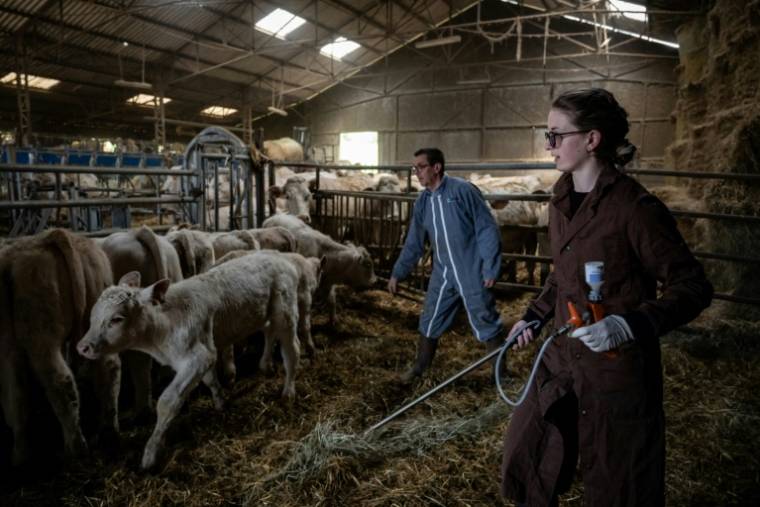 La vétérinaire Marina Abbadie (d), aidée par un agriculteur, vaccine un troupeau de jeunes bovins, le 11 avril 2024 dans une ferme près d'Avallon, dans l'Yonne ( AFP / ARNAUD FINISTRE )