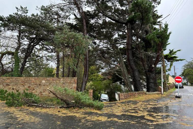 Un arbre tombé sur la route pendant la tempête Ciaran à Perros-Guirec, en Bretagne
