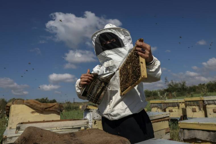 L'apicultrice palestinienne Miassar Khoudair (d) utilise un enfumoir pour inspecter ses ruches, à l'est du camp de réfugiés de Jabalia, dans la bande de Gaza, le 30 avril 2023 ( AFP / MOHAMMED ABED )